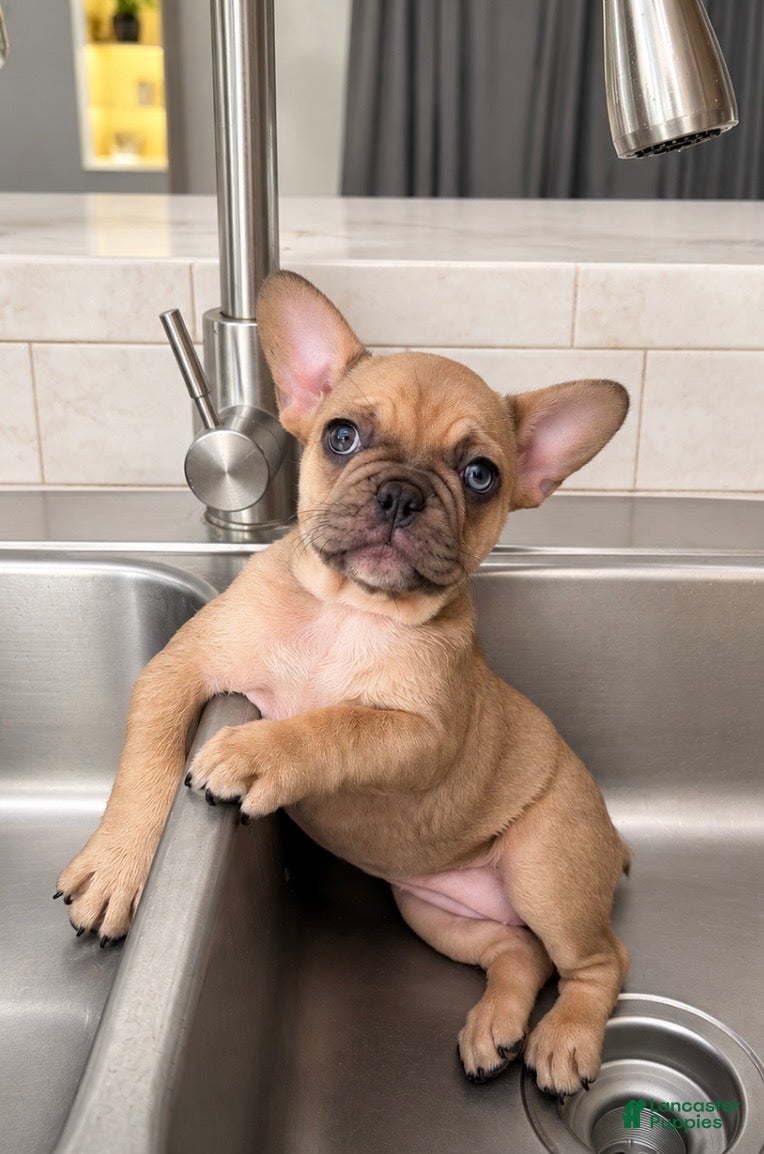 French Bulldog dogs Anna - Ad 1