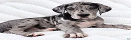 Great Dane dogs for sale: Orkid - Ad 2