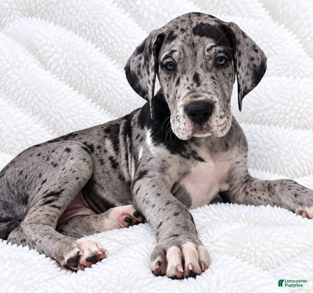 Great Dane dogs for sale: Orkid - Ad 2