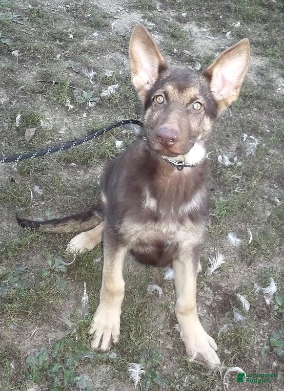 German Shepherd dogs Mocha - Ad 18
