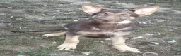 German Shepherd dogs for sale: Mocha - Ad 1