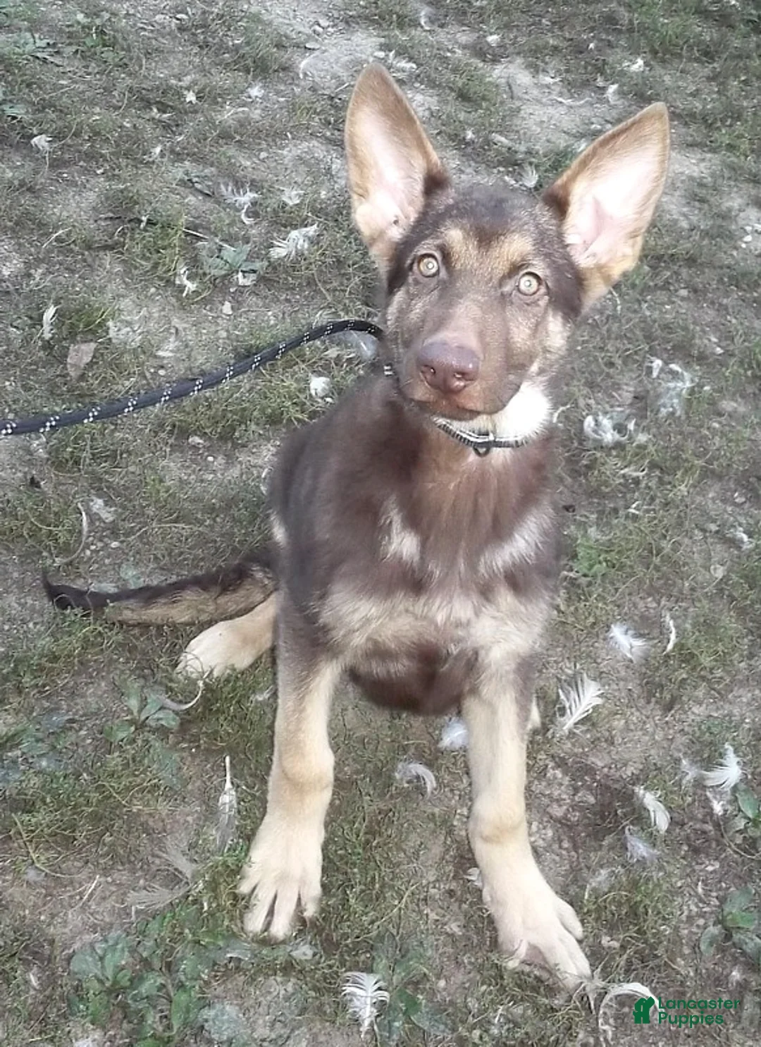 German Shepherd dogs for sale: Mocha - Ad 1