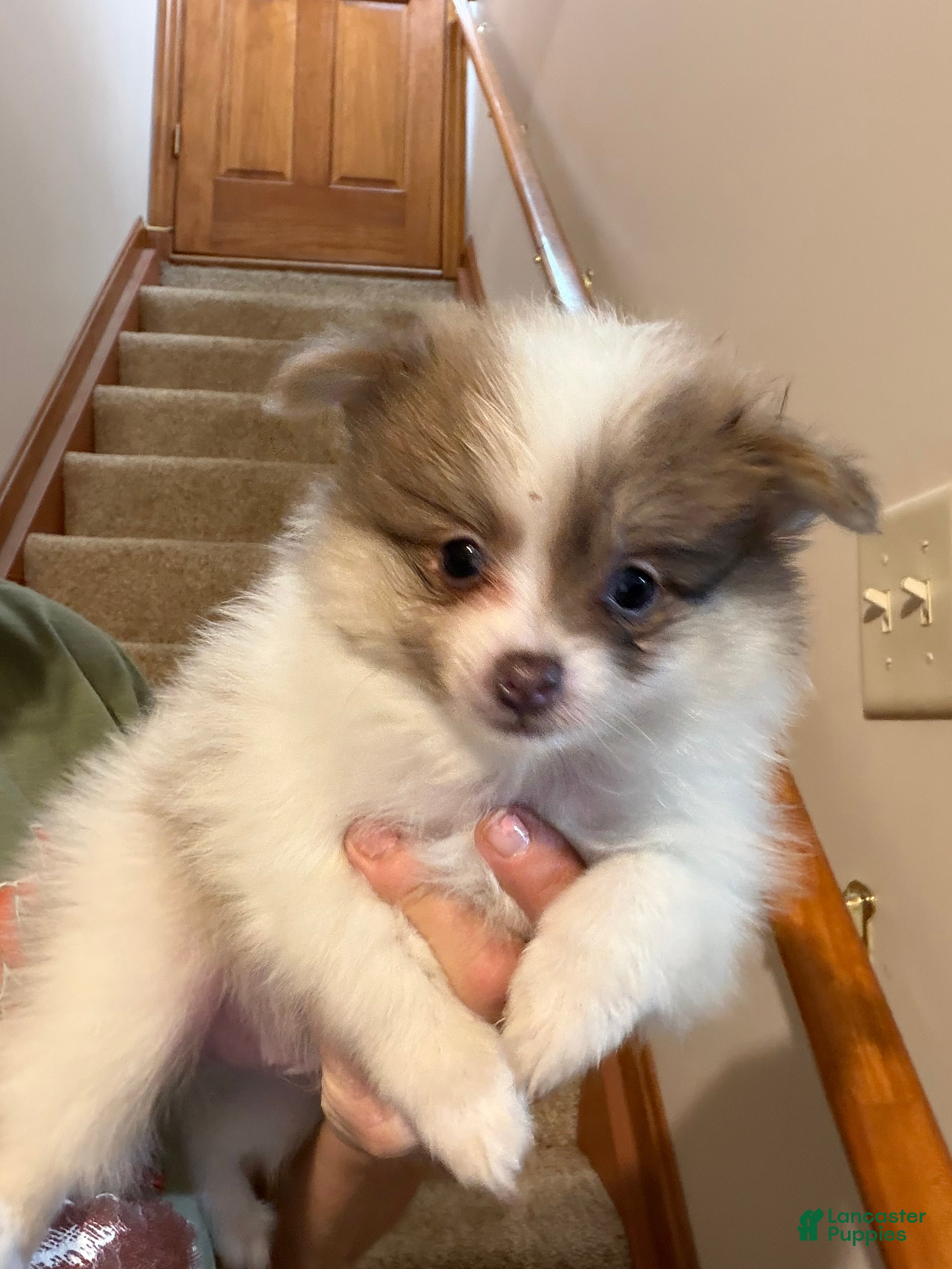 Pomeranian dogs Jester - Ad 2