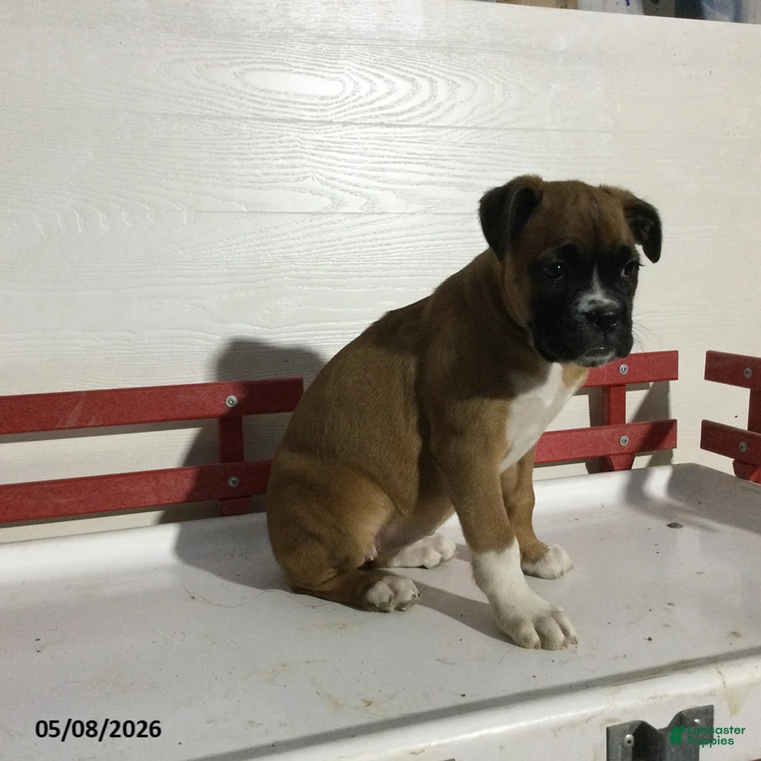 Boxer dogs for sale: Reba - Ad 2