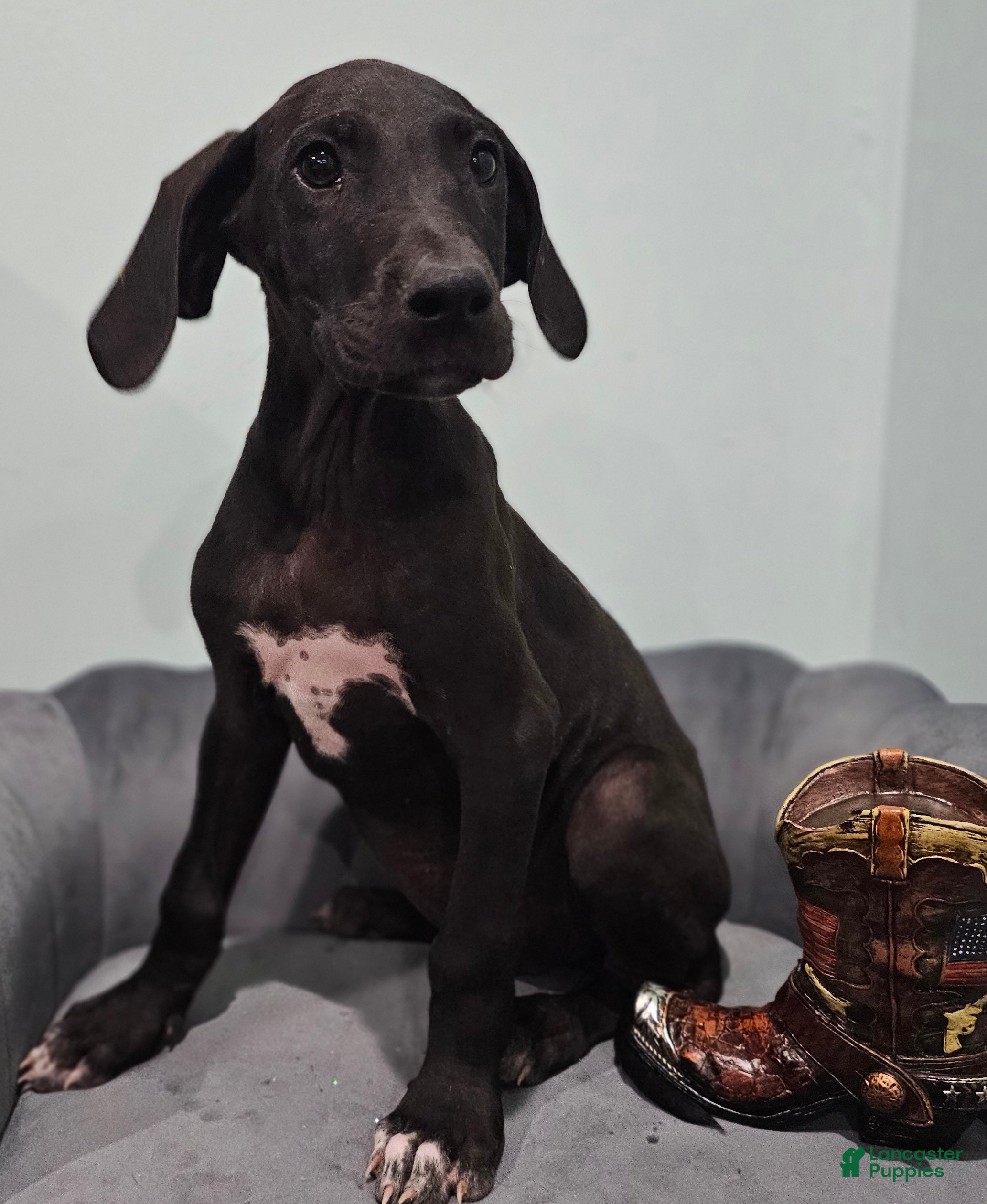 Great Dane dogs Black  - Ad 2