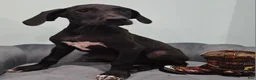 Great Dane dogs for sale: Black  - Ad 2