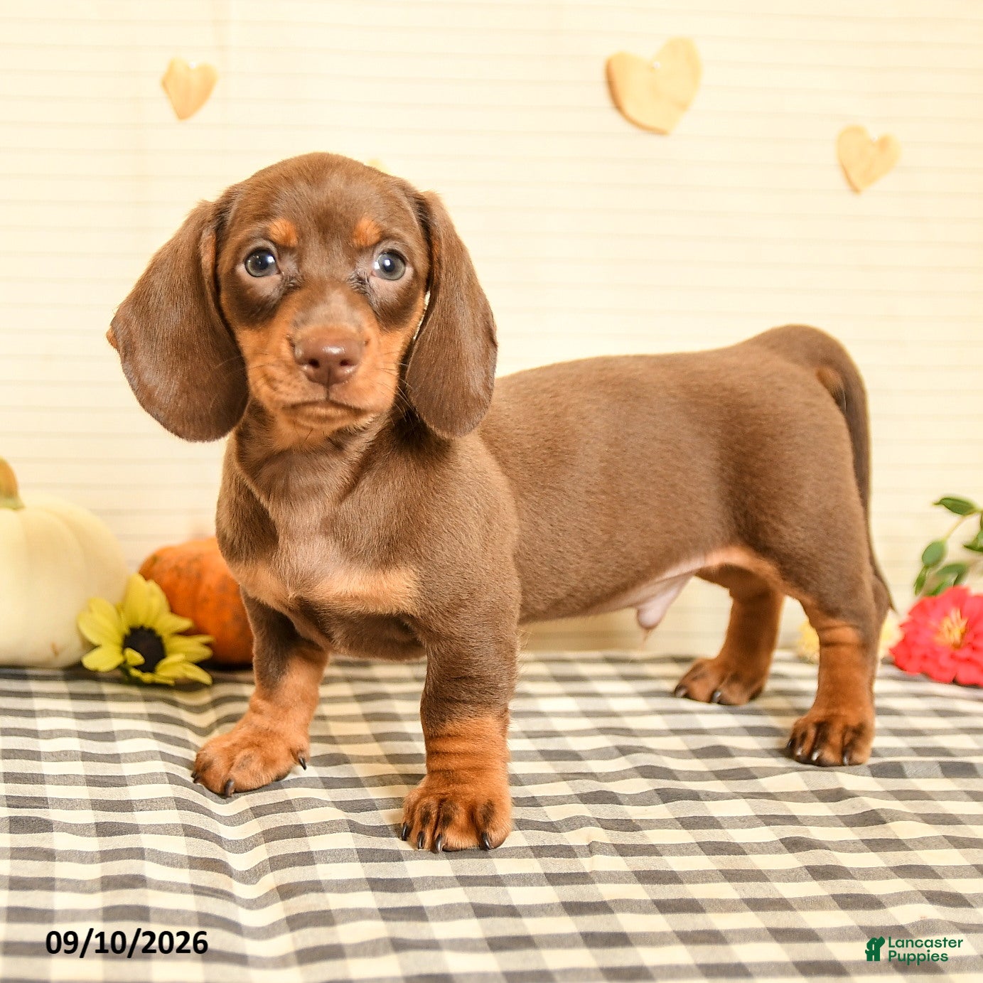 Miniature Dachshund dogs Morris - Ad 2