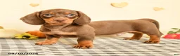 Miniature Dachshund dogs for sale: Morris - Ad 2