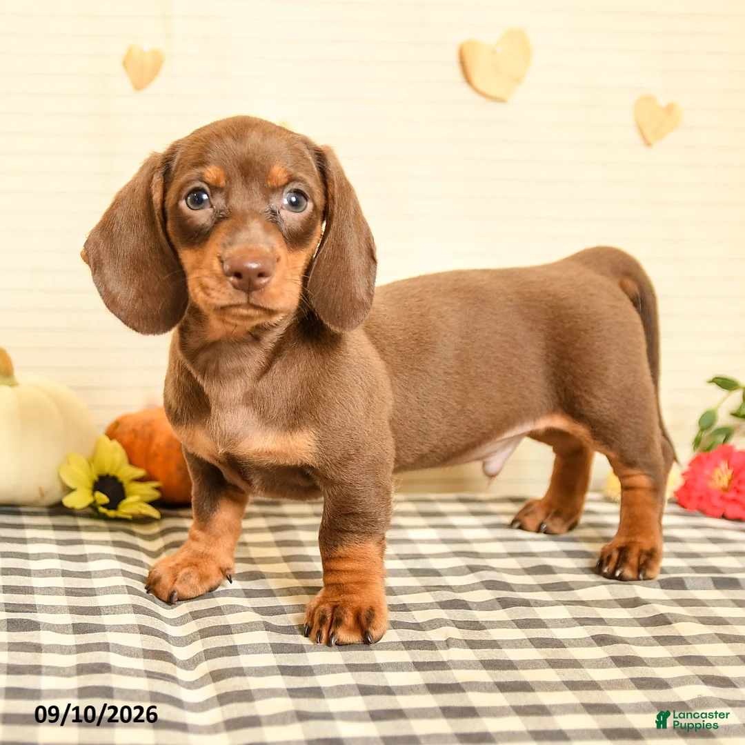 Miniature Dachshund dogs for sale: Morris - Ad 2