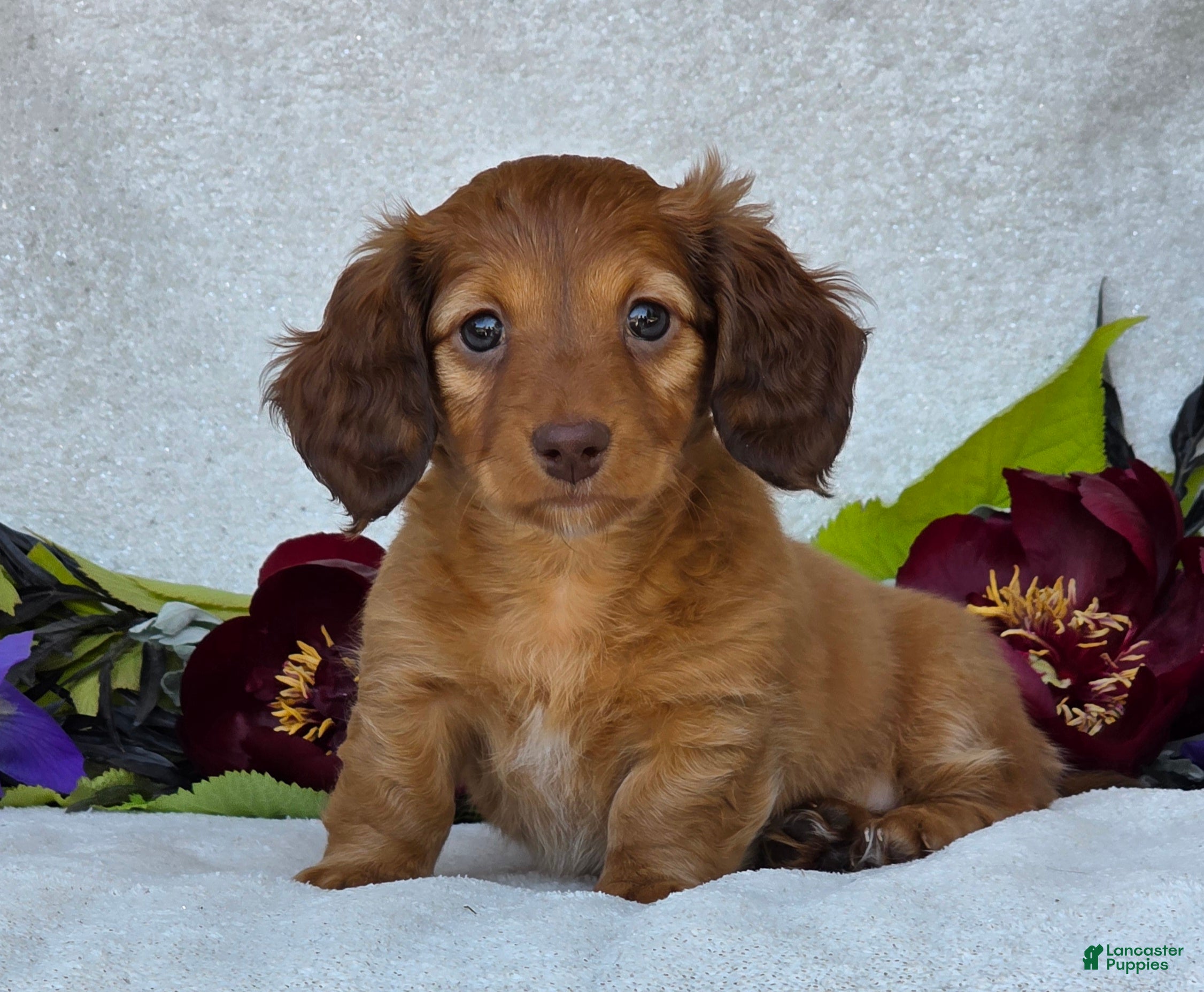 Miniature Dachshund dogs for sale: Liana - Ad 1