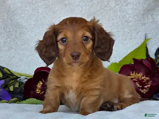 Miniature Dachshund dogs for sale: Liana - Ad 4