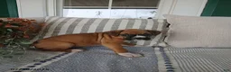 Boxer dogs for sale: Sassafras - Ad 5
