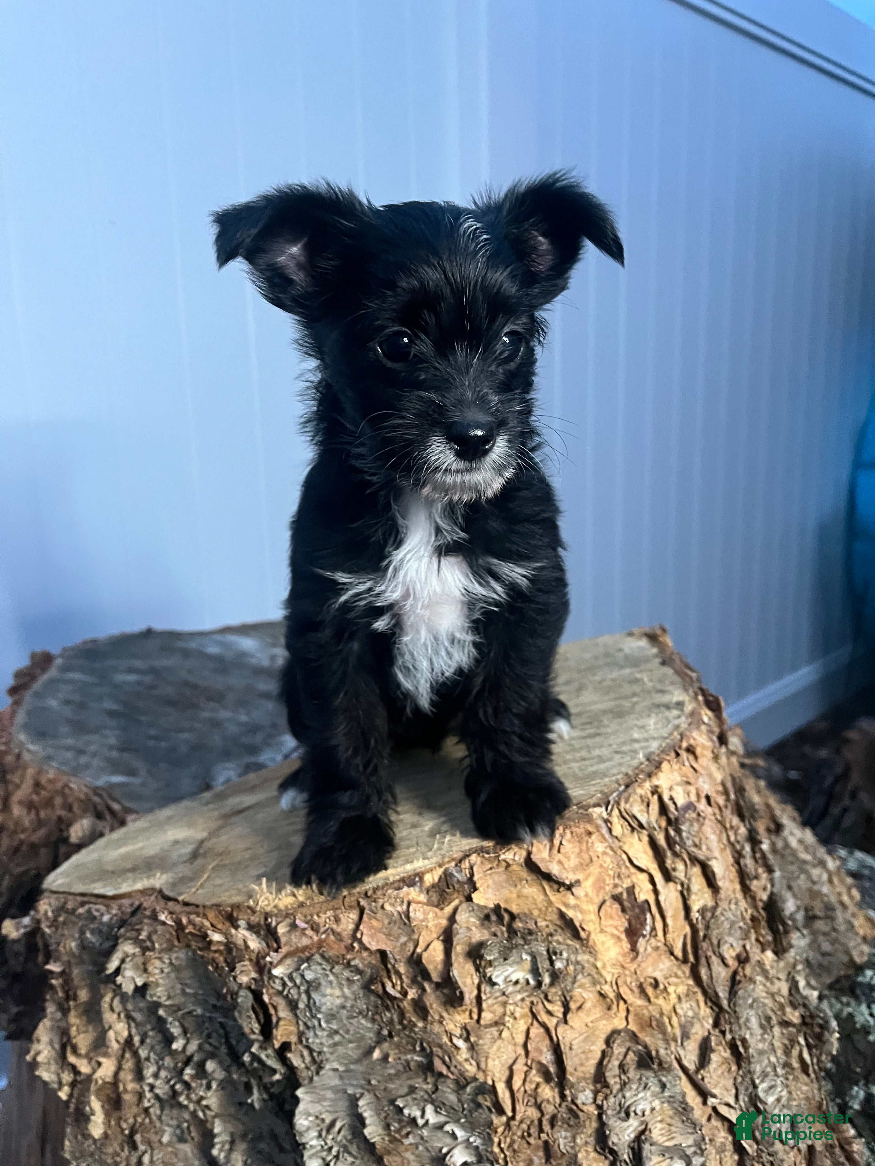 Yorkiepoo dogs Yorkiepoo 1 - Ad 1