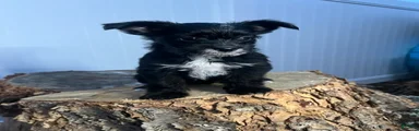 Yorkiepoo 1