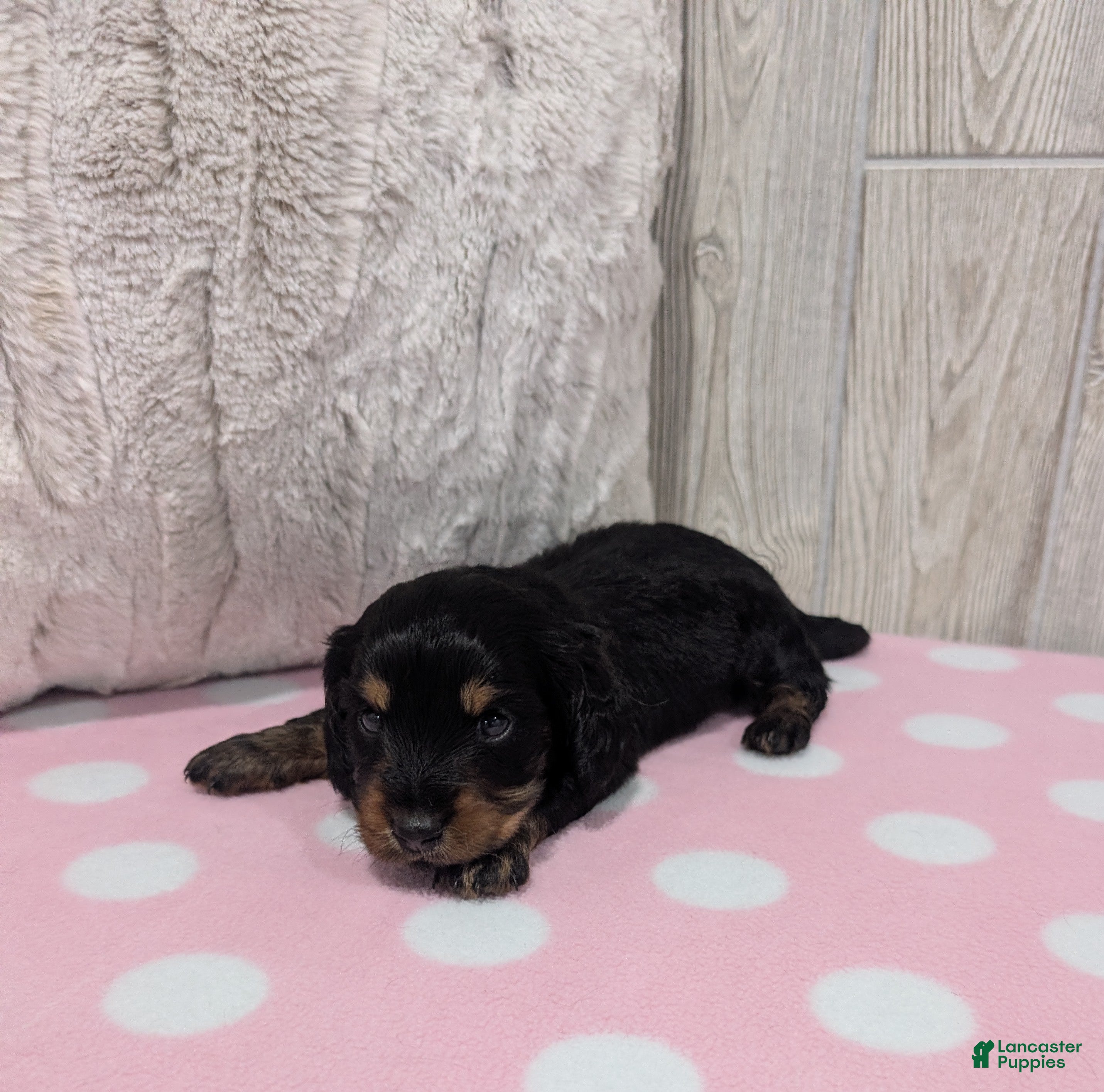 Miniature Dachshund dogs Sandy - Ad 2