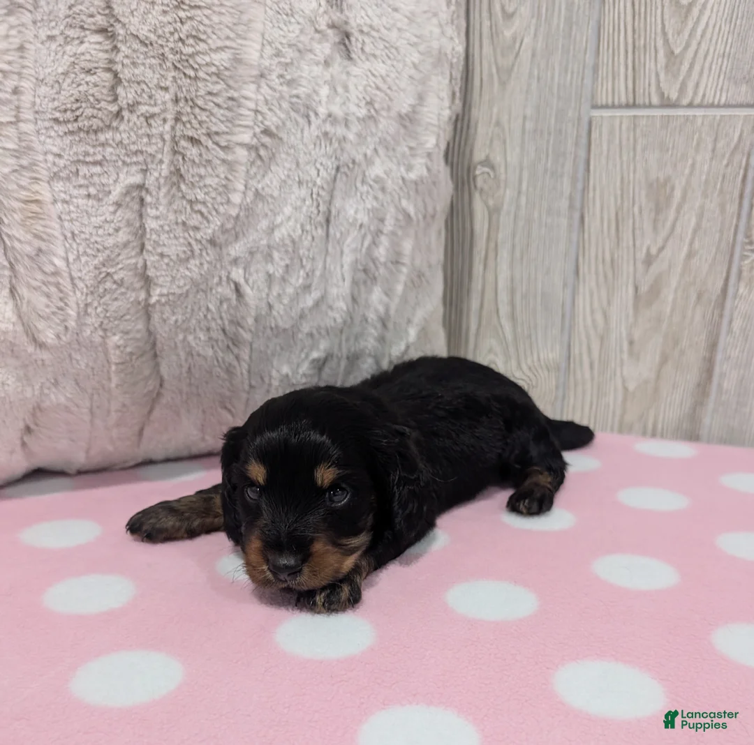 Miniature Dachshund dogs for sale: Sandy - Ad 2