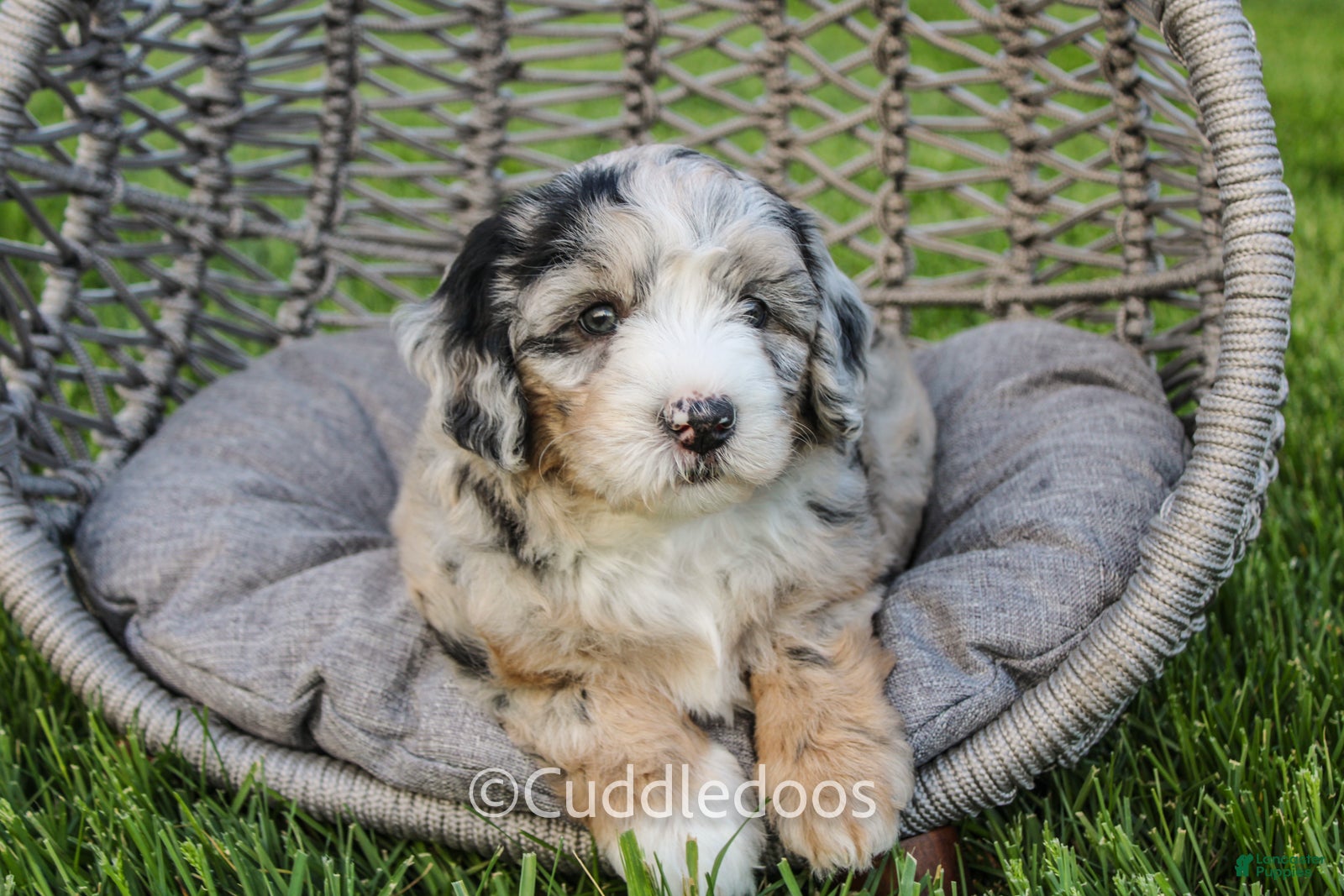 Mini Sheepadoodle dogs Marigold - Ad 1
