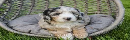 Sheepadoodle dogs for sale: Marigold - Ad 4