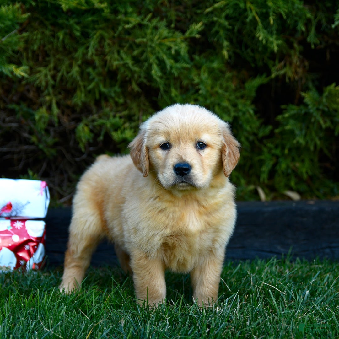 Golden Retriever dogs for sale: Ella - Ad 4