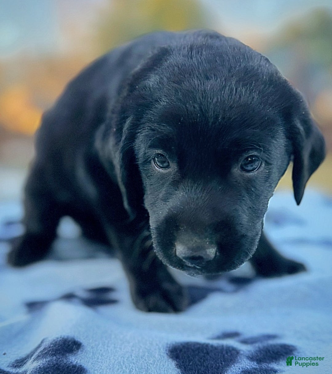 Labrador Retriever dogs for sale: Labrador Retriever Puppy 1 - Ad 8