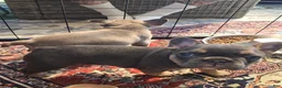 French Bulldog dogs for sale: Margo - Ad 4