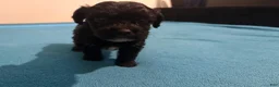 Mixed Breed dogs for sale: 2 Mixed Breed famale dark brown  - Ad 17