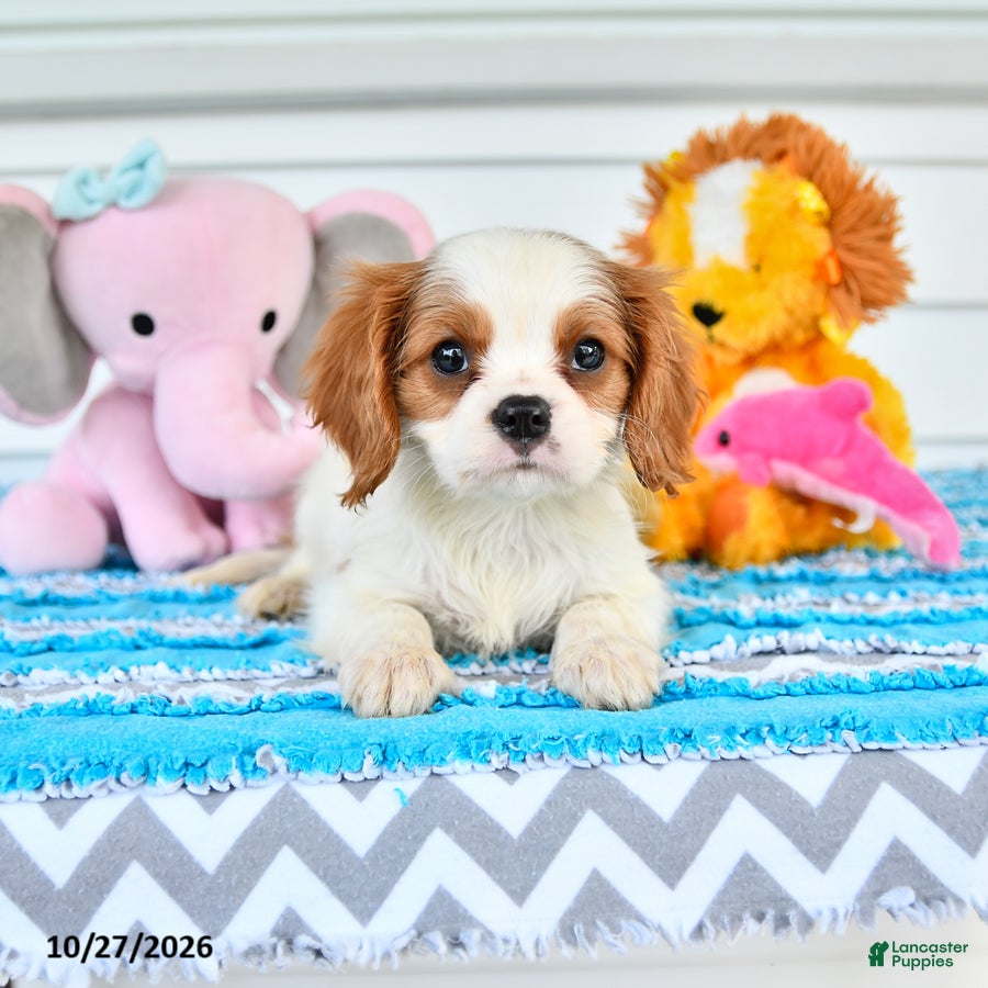 Cavalier King Charles Spaniel dogs for sale: Romeo - Ad 1