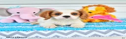Cavalier King Charles Spaniel dogs for sale: Romeo - Ad 1