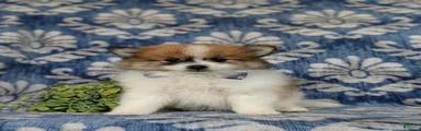 Milo