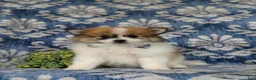 Pomeranian dogs for sale: Milo - Ad 1