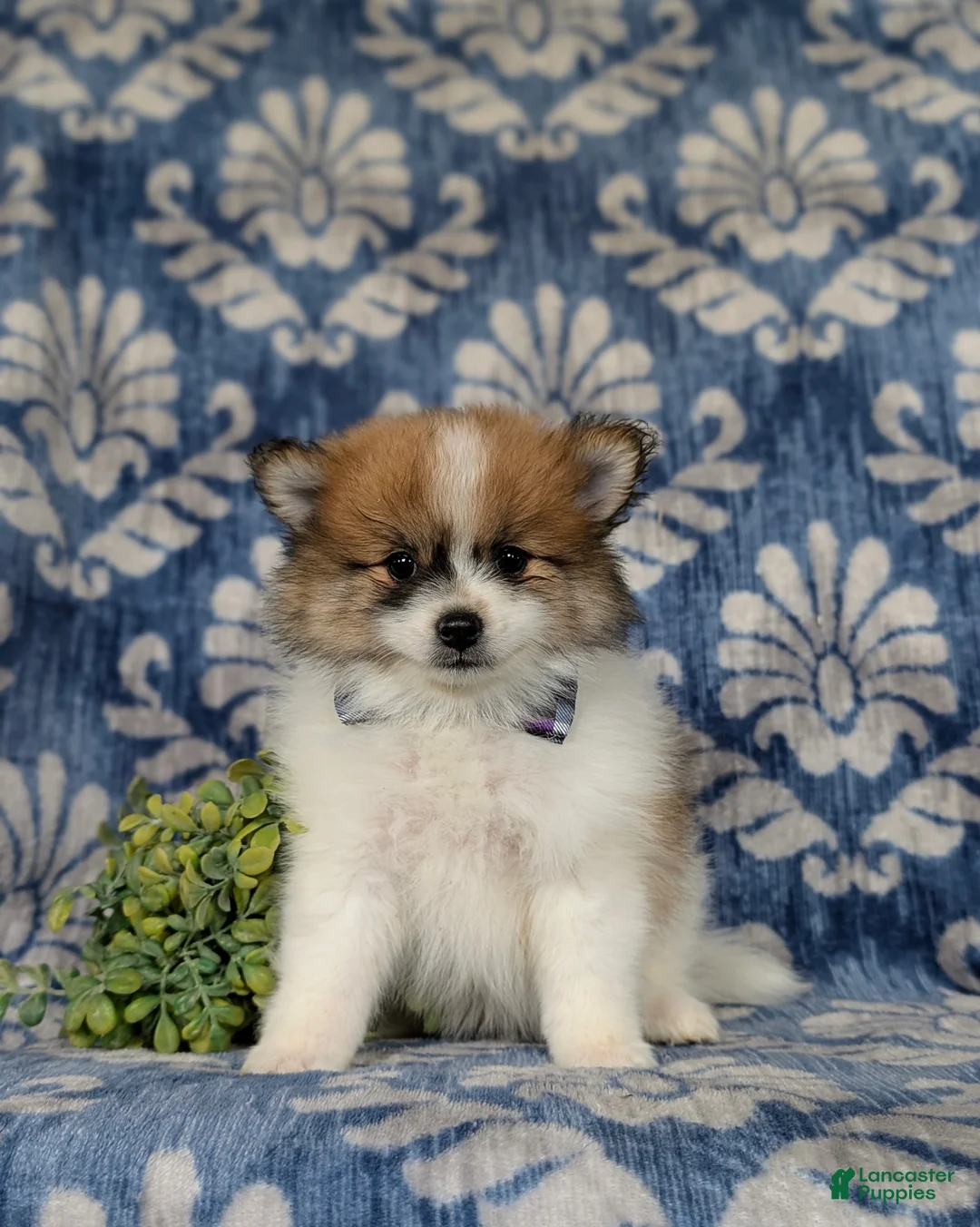 Pomeranian dogs for sale: Milo - Ad 1