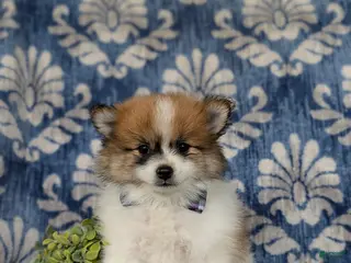 Pomeranian dogs for sale: Milo - Ad 2