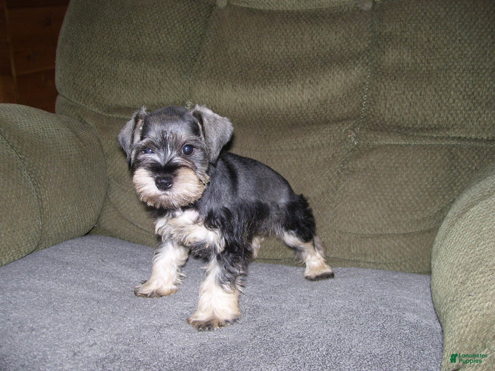 Miniature Schnauzer dogs for sale: PIPER - Ad 2