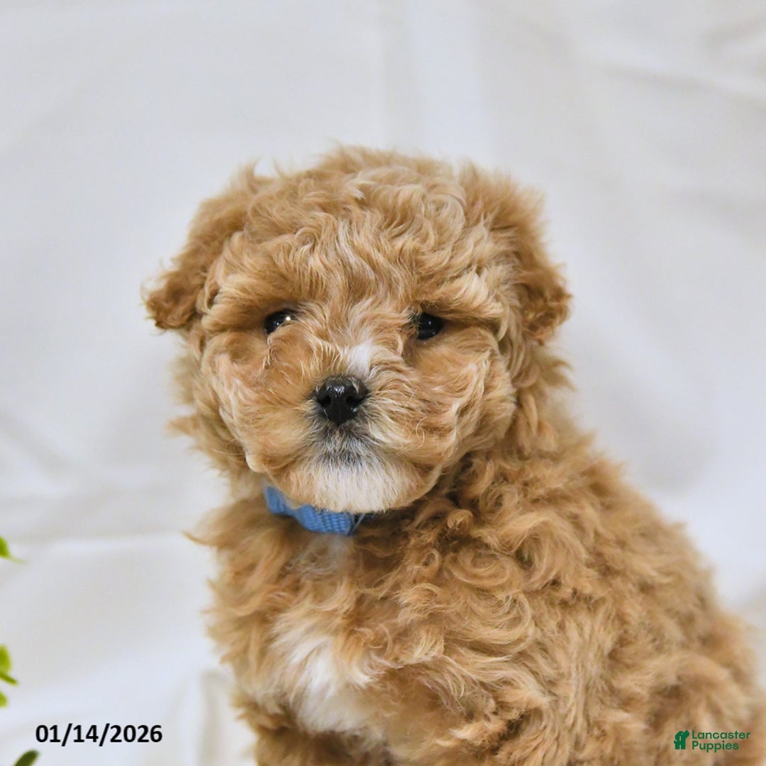 Bichpoo dogs for sale: Shelley - Ad 2