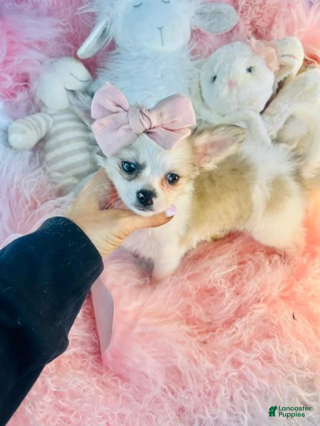 Chihuahua dogs for sale: Chihuahua  Hand Delivery Available  - Ad 4