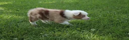 Australian Shepherd dogs for sale: Sienna - Ad 3