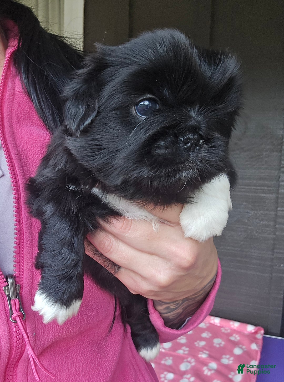 Pekingese dogs for sale: Wednesday  - Ad 6