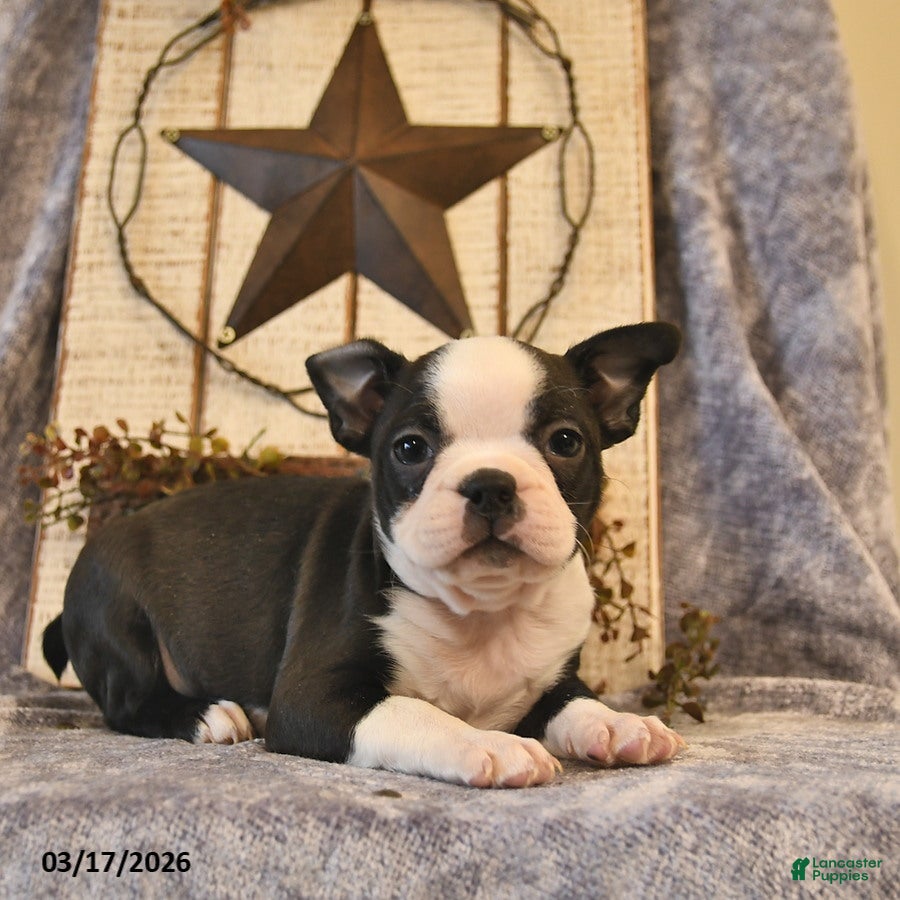 Boston Terrier dogs Dunkin  - Ad 2