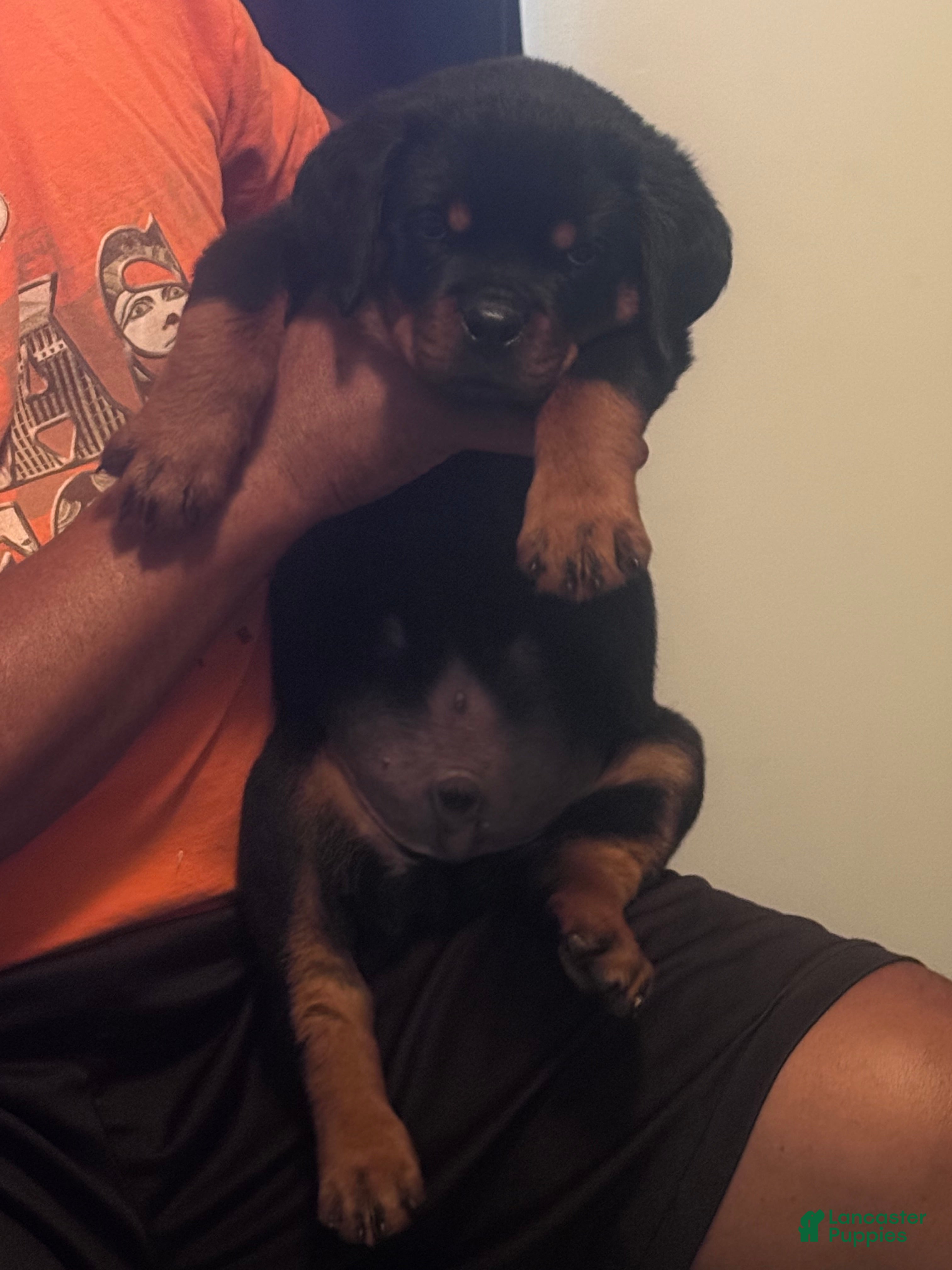 Rottweiler dogs Big Sob  - Ad 2