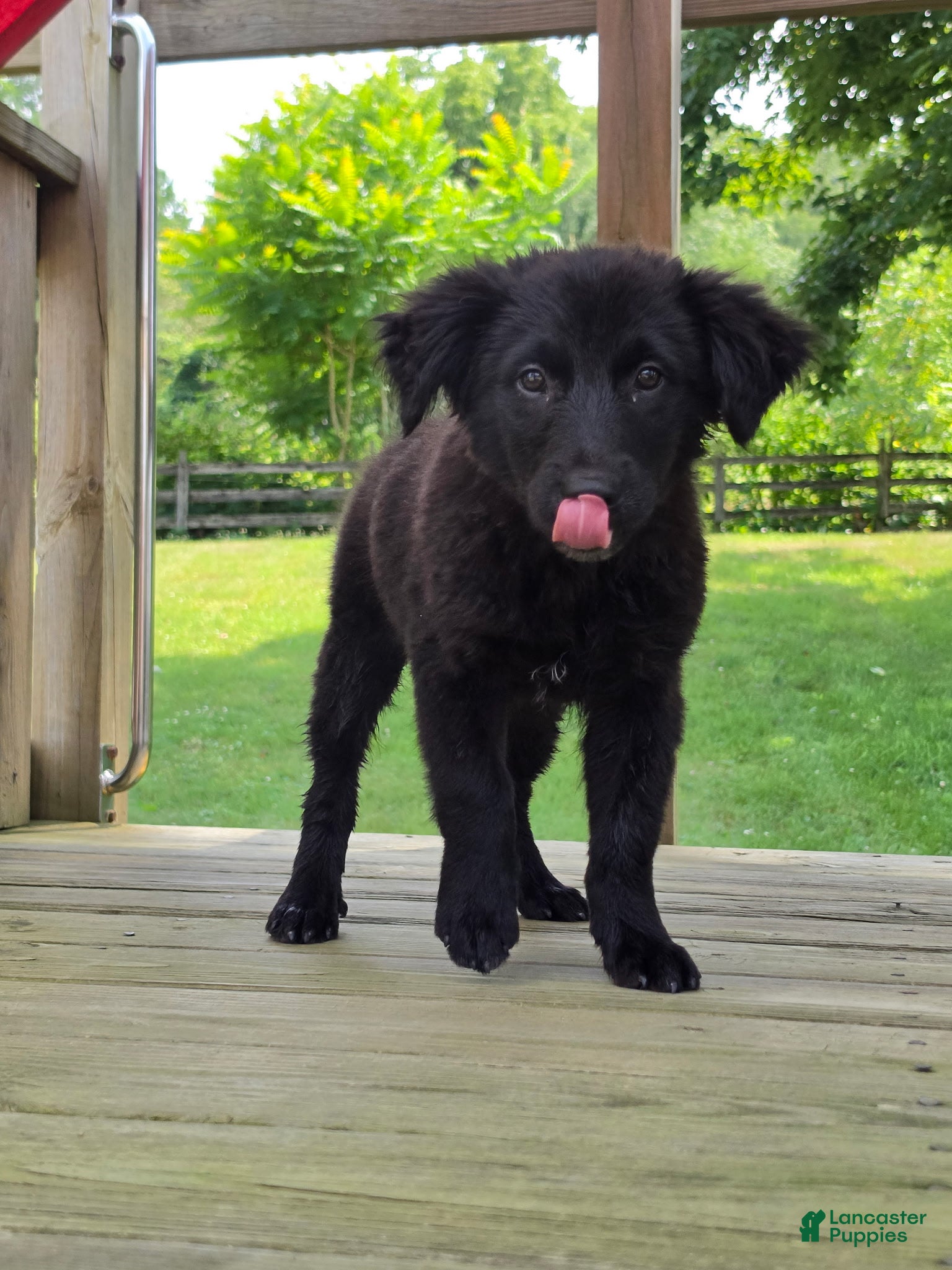 Mixed Breed dogs for sale: Spencer - Ad 1
