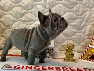French Bulldog dogs River - Ad 20