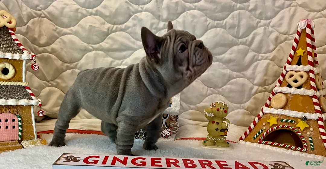 French Bulldog dogs for sale: River  - Ad 11