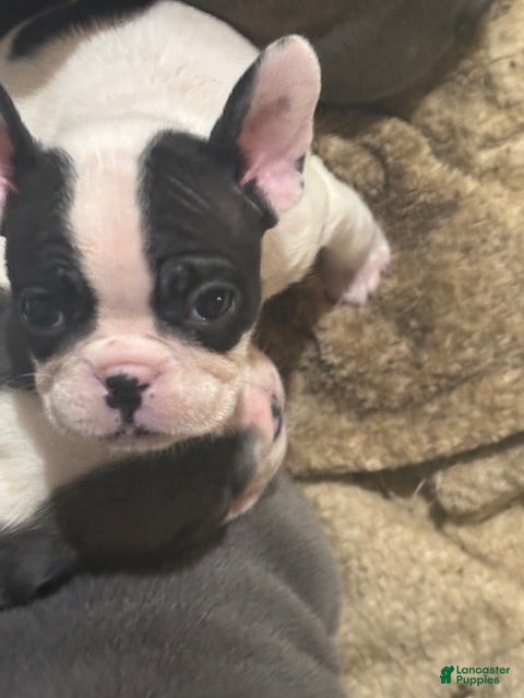 Mixed Breed dogs Marshall - Ad 15