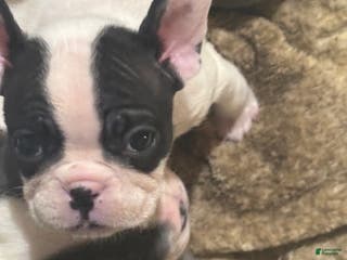 Mixed Breed dogs Marshall - Ad 34