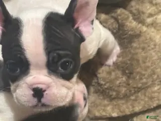 Mixed Breed dogs Marshall - Ad 23