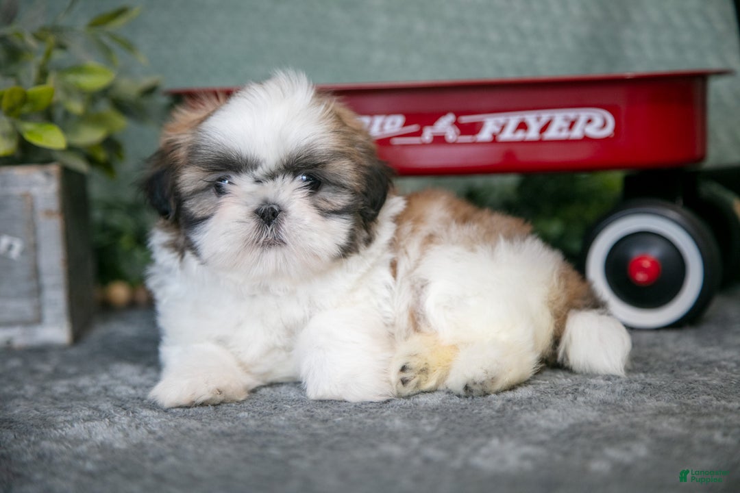 Shih Tzu dogs for sale: Jackie - Ad 1