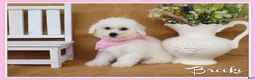 Bichon Frise dogs for sale: Brooke - Ad 1