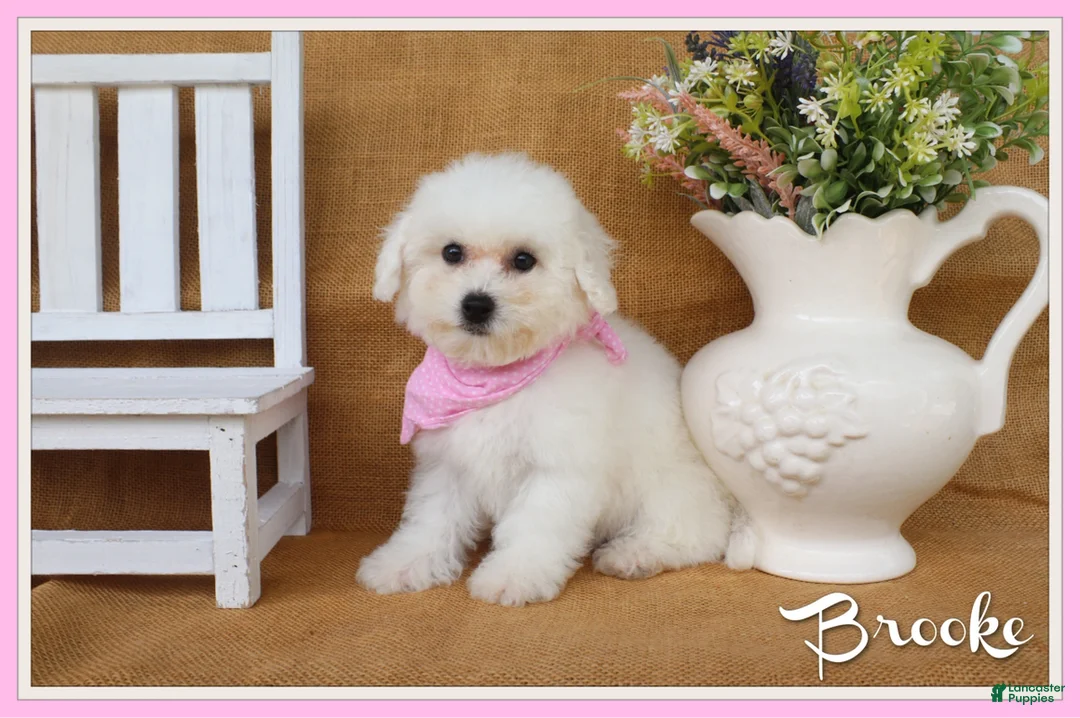 Bichon Frise dogs for sale: Brooke - Ad 1