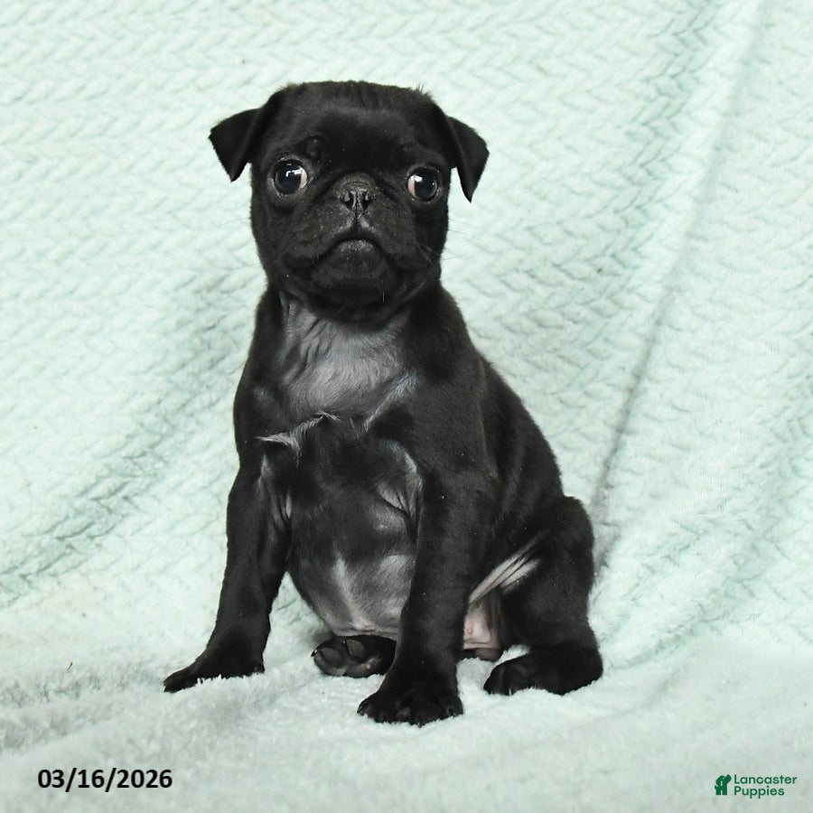 Pug dogs Annabell - Ad 2