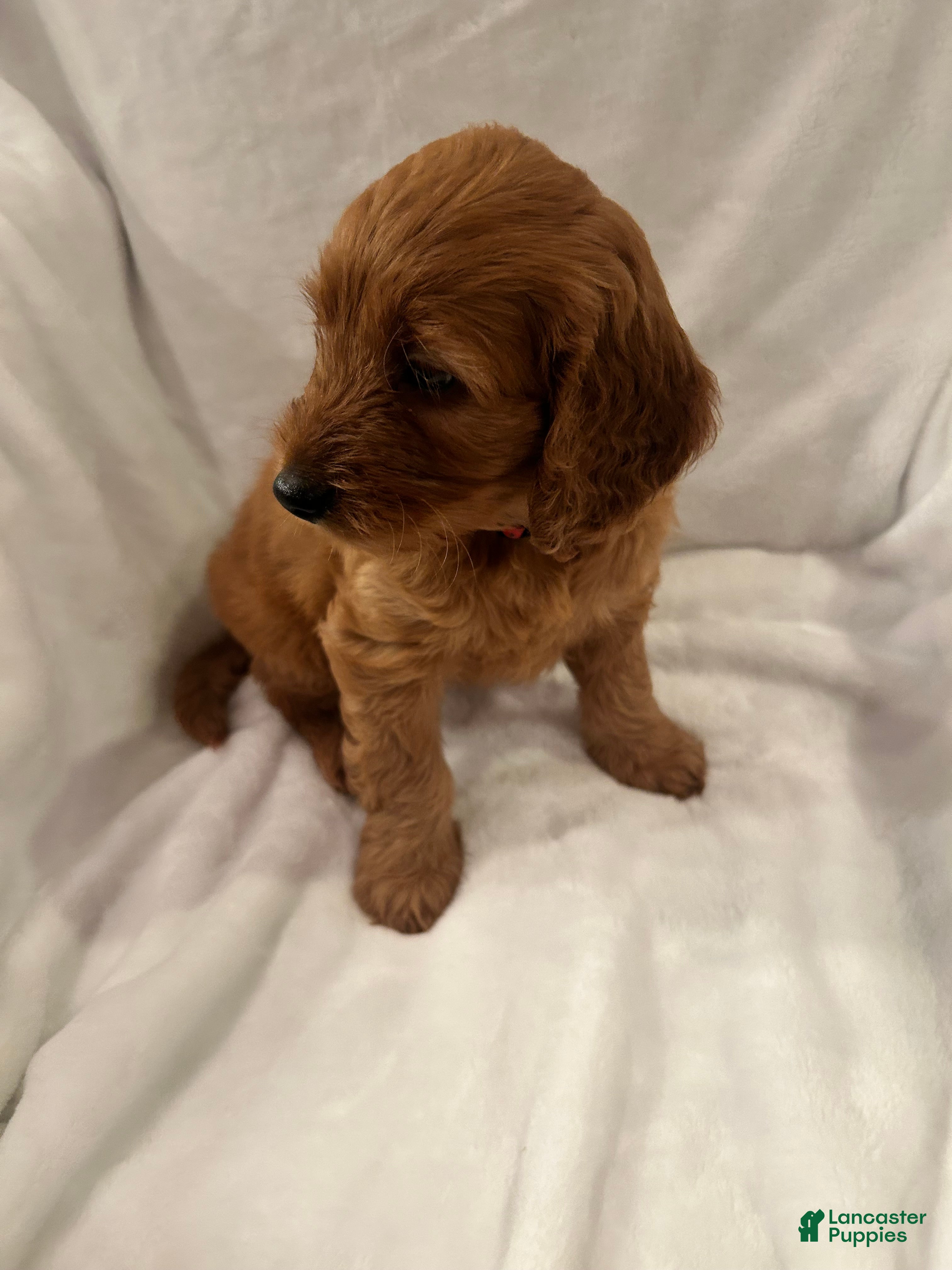 Goldendoodle dogs Red - Ad 2